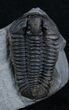 Inch Calymene Niagarensis Trilobite #2137-2